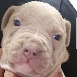 Meet your Posher, Lloyd